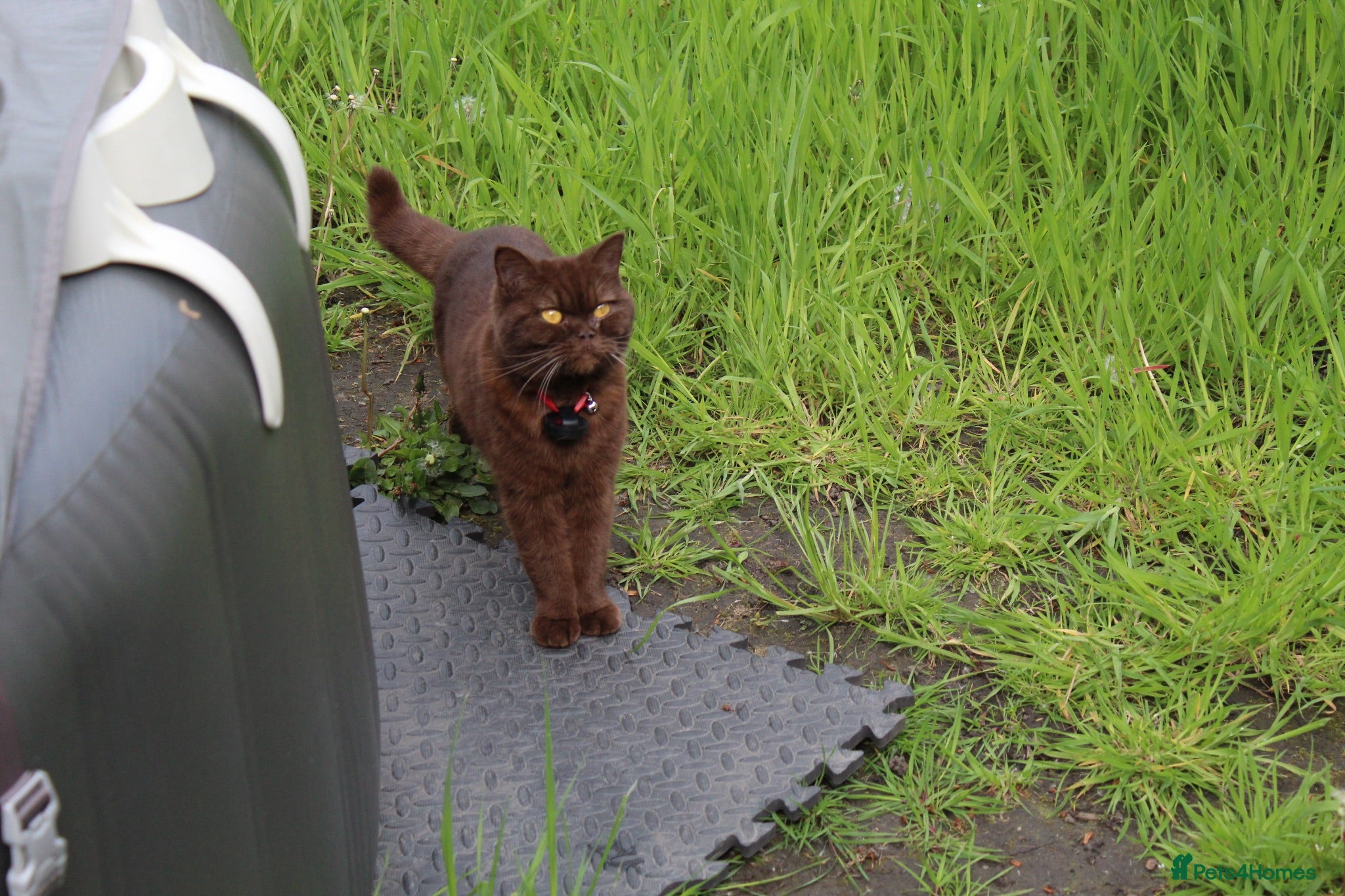 British Shorthair cats British Shorthair Crossbreed for Sale - Advert 2