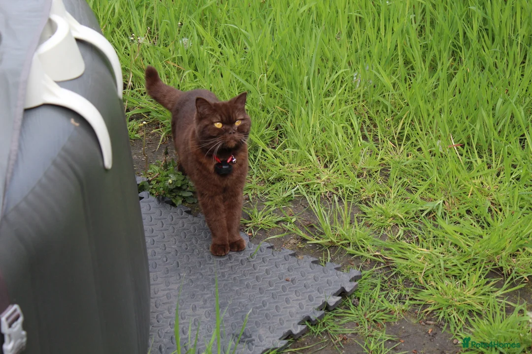 British Shorthair cats for sale: British Shorthair Crossbreed for Sale in Bolton - Advert 1