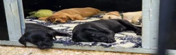 Labrador Retriever dogs for sale: Stunning home-bred labs - Advert 9