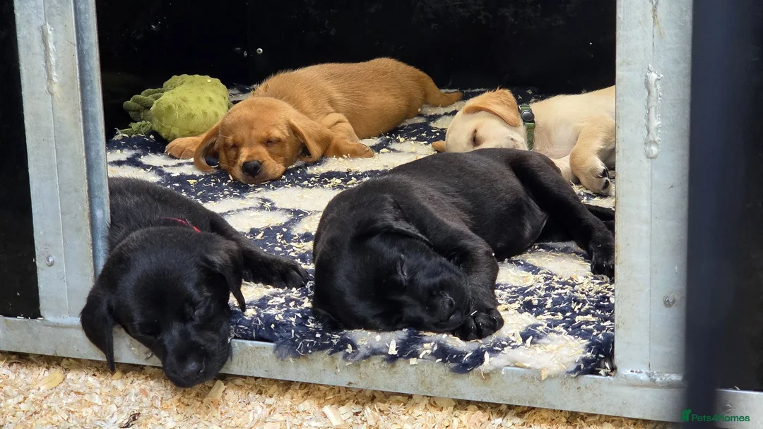 Labrador Retriever dogs for sale: Stunning home-bred labs - Advert 9