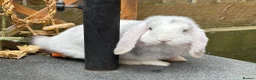 Mini Lop rabbits for sale: Please read advert - 1 lovely young mini lop male - Advert 2