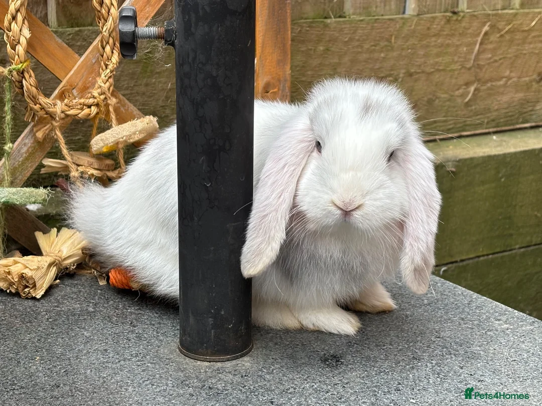Mini Lop rabbits for sale: Please read advert - 1 lovely young mini lop male - Advert 2