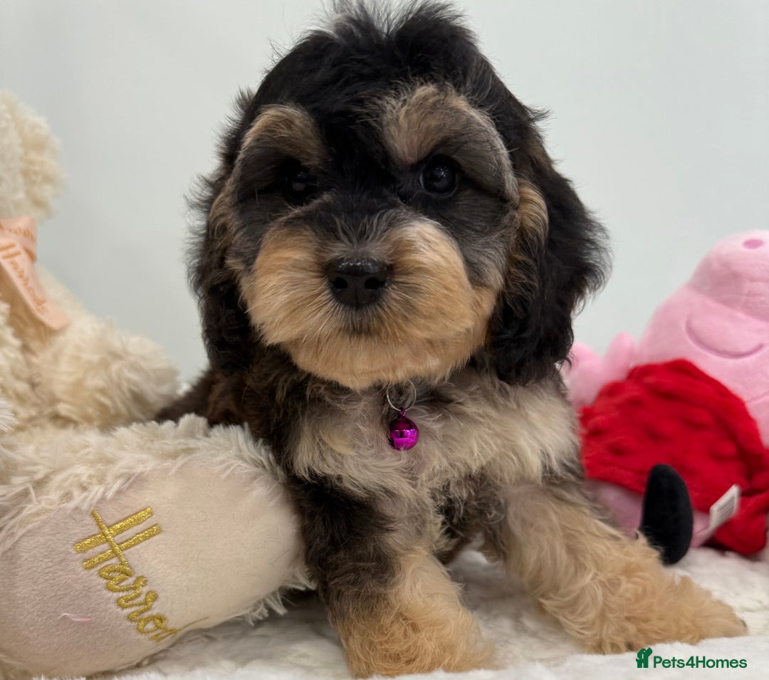 Cockapoo dogs for sale: Stunning sable, roan, parti f1. Full dna clear  - Image 18