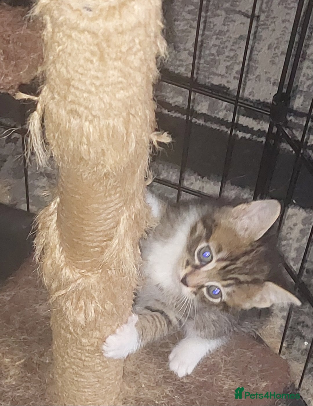 Mixed Breed cats for sale: 2 kittens male - Advert 12