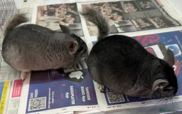 Chinchilla rodents for sale: Billy & Bobby, fabulous standard brothers, v.tame - Advert 11
