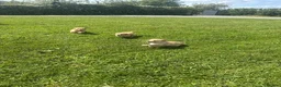 Golden Retriever dogs for sale: 1 Gorgeous Golden Retriever  Health Tested  - Advert 15