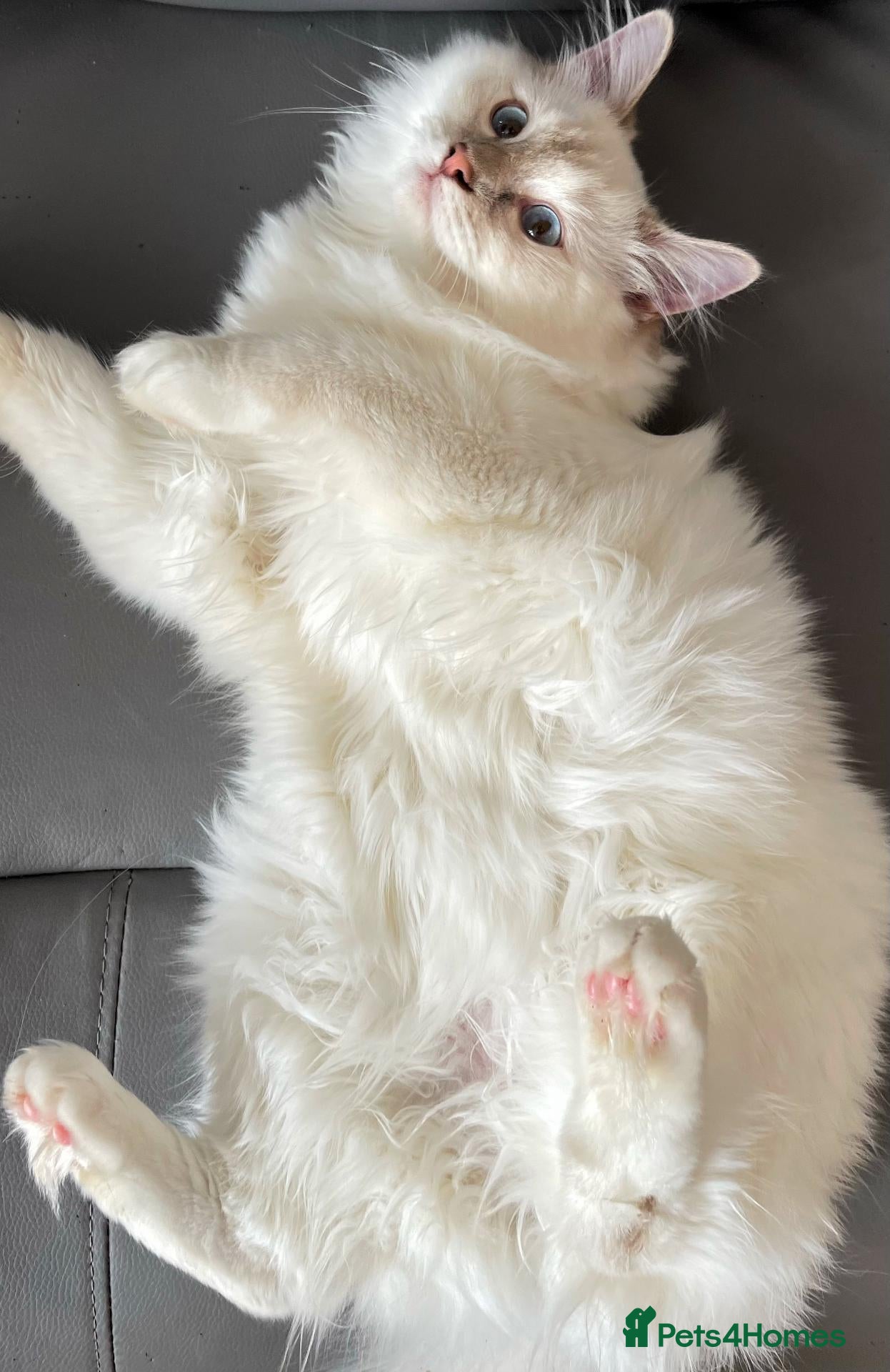Ragdoll cats Registered Ragdoll Kittens - Advert 8