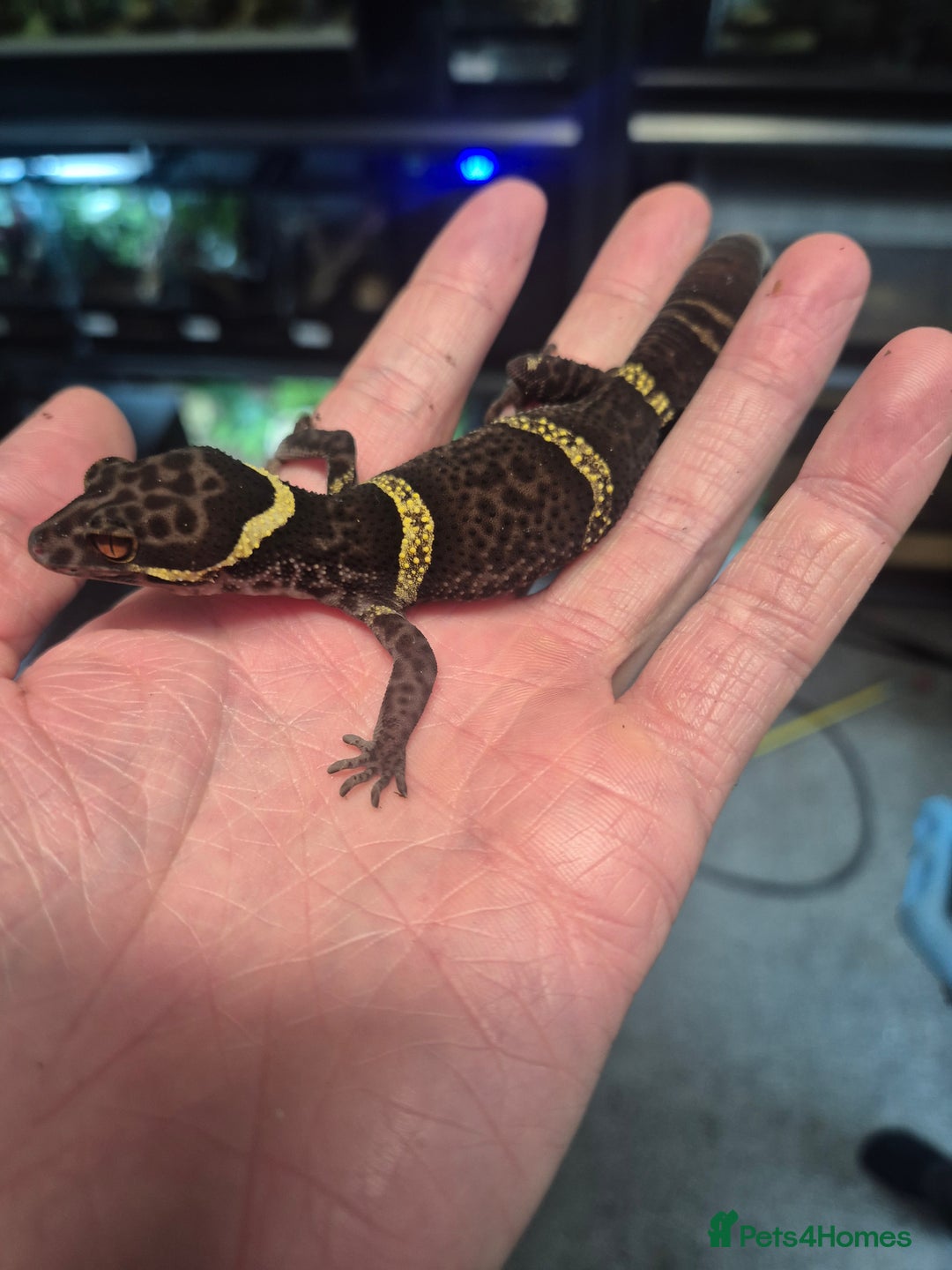 Gecko reptiles for sale: Chinese Cave Geckos - Advert 3