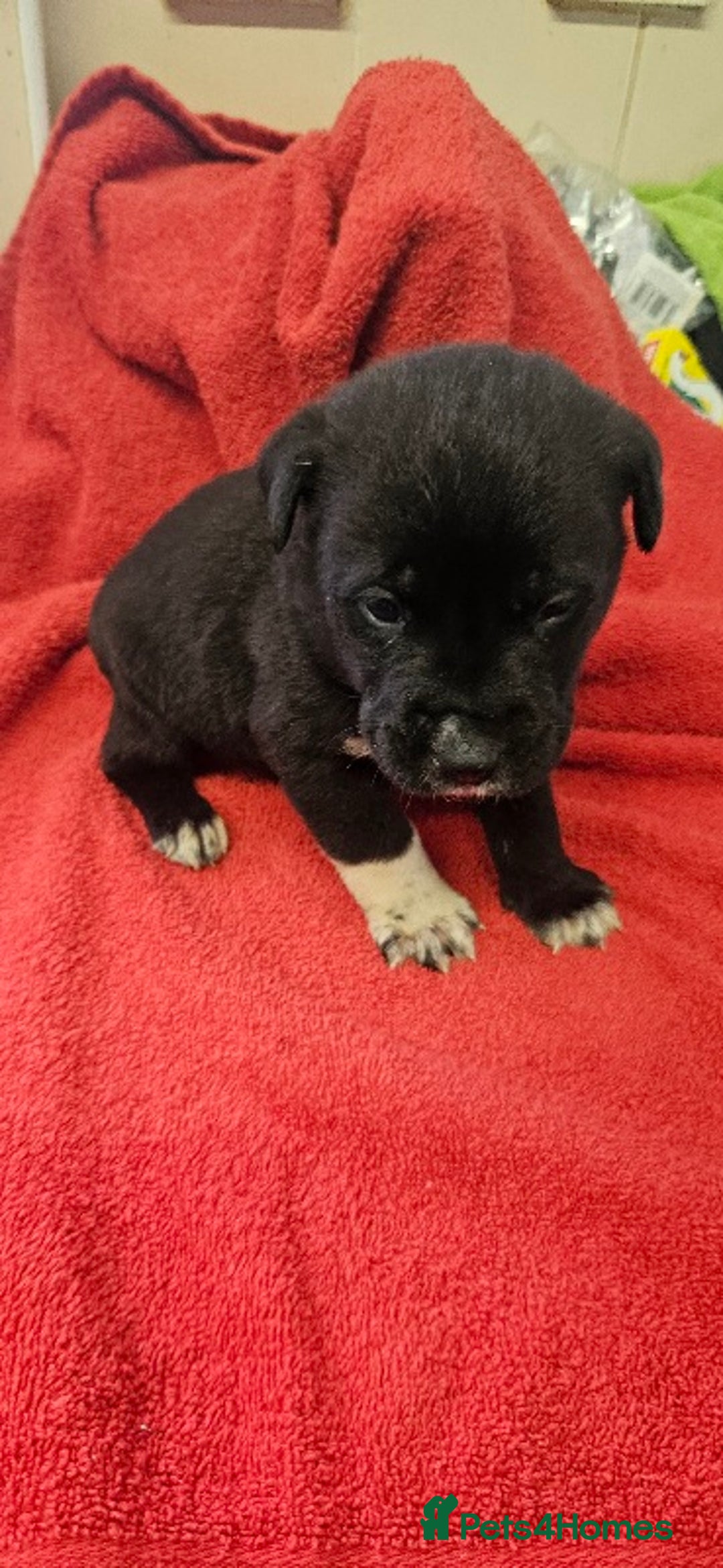 Mixed Breed dogs for sale: Huge American akita x cane corso pups - Advert 16