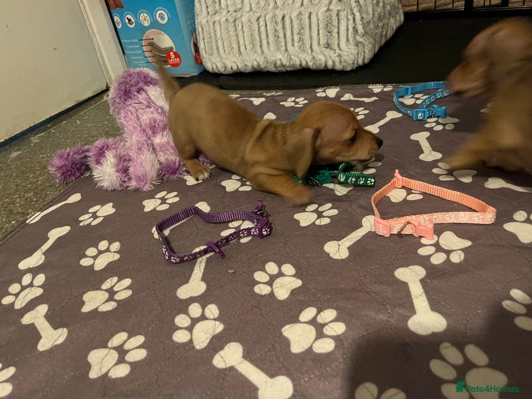 Mixed Breed dogs for sale: Maltese Cross Miniature Dachshund  - Advert 12