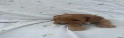 Cavapoo dogs for sale: Cavapoo Puppies Looking for their Forever Homes  - Advert 13