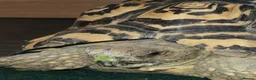 Tortoise reptiles for sale: Leopard tortoise - Advert 1