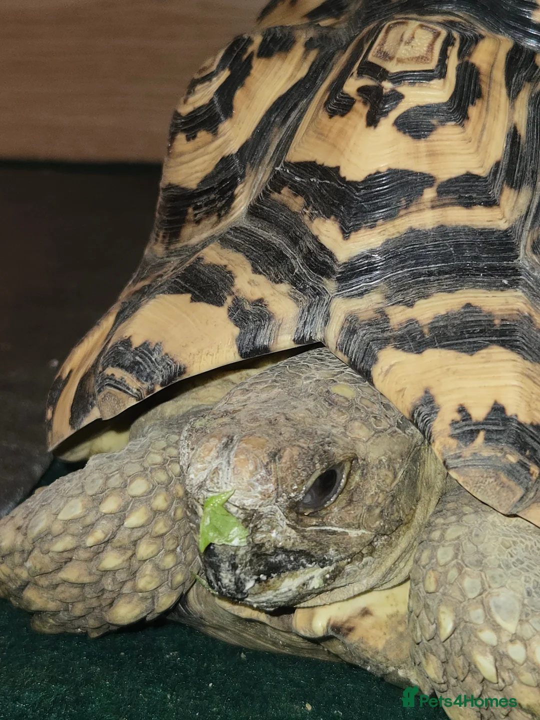 Tortoise reptiles for sale: Leopard tortoise - Advert 1