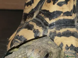 Tortoise reptiles for sale: Leopard tortoise - Advert 1