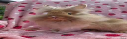 Lionhead rabbits for sale: Very very tame lion head  boy 11 weeks - Advert 5