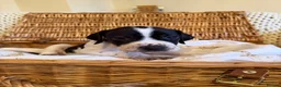 Pointer dogs for sale: An outstanding litter of pointers. in Hereford - Advert 3