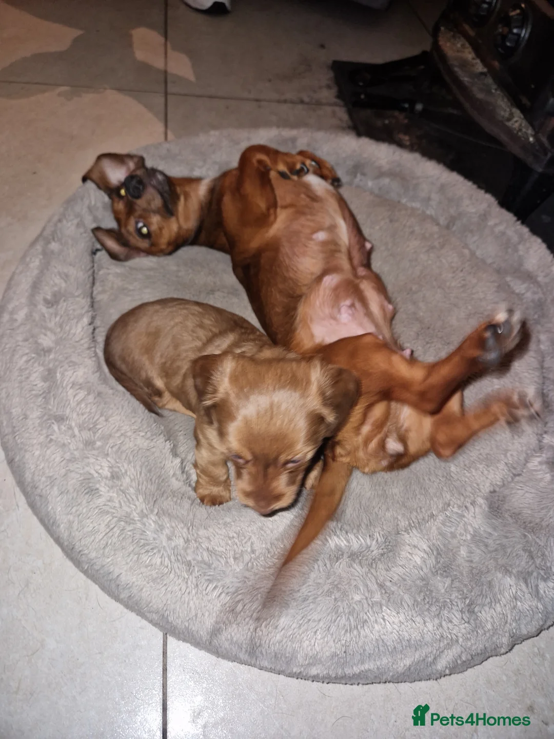 Miniature Dachshund dogs for sale: Beautiful chocolate and tan long haired puppy in Enniskillen - Advert 2