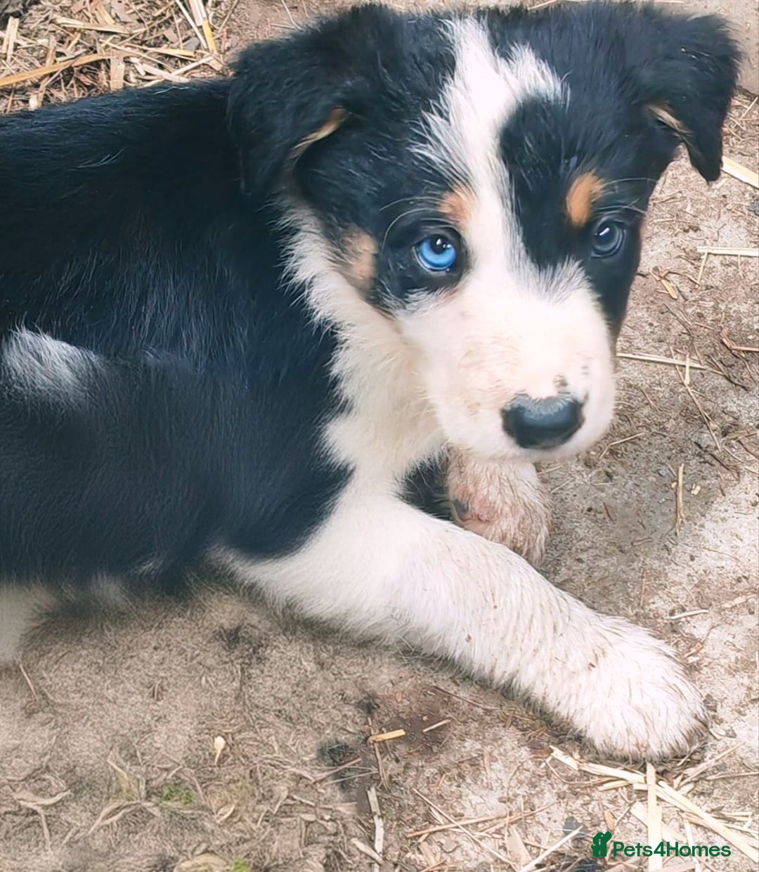 Border Collie dogs for sale: Border collies - Image 2