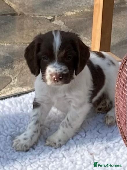 English Springer Spaniel dogs Pedigree English Springer Spaniel Pups KC Reg - Advert 1