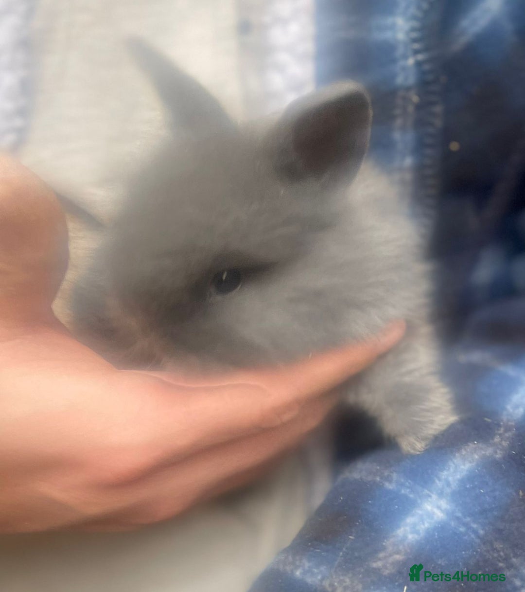 Lionhead rabbits for sale: Baby Lionhead bunnies  - Advert 16