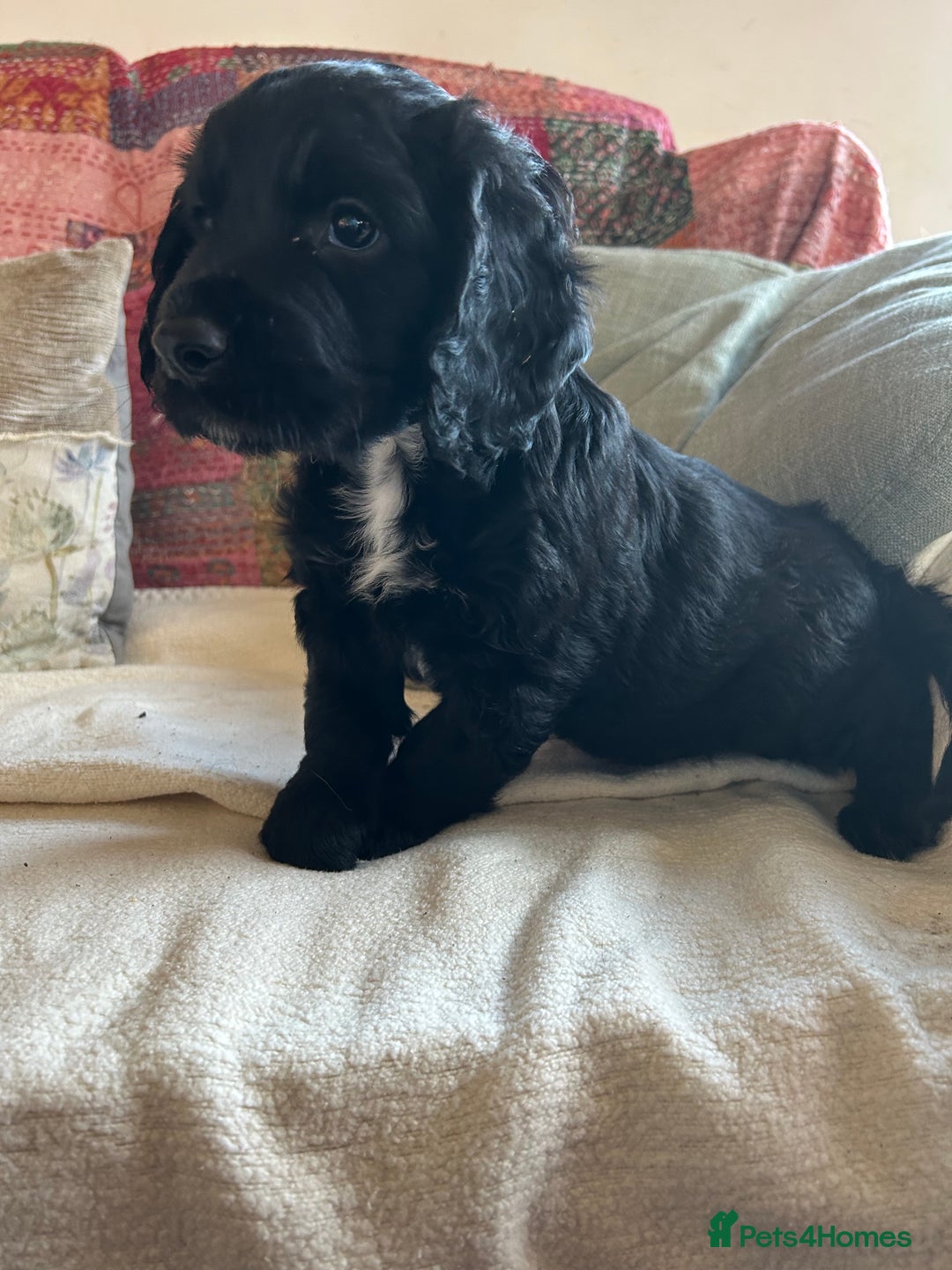 Cocker Spaniel dogs for sale: ONE GORGEOUS WORKING COCKER SPANIEL PUP - Advert 5