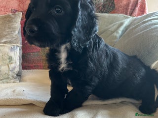 Cocker Spaniel dogs ONE GORGEOUS WORKING COCKER SPANIEL PUP - Advert 15