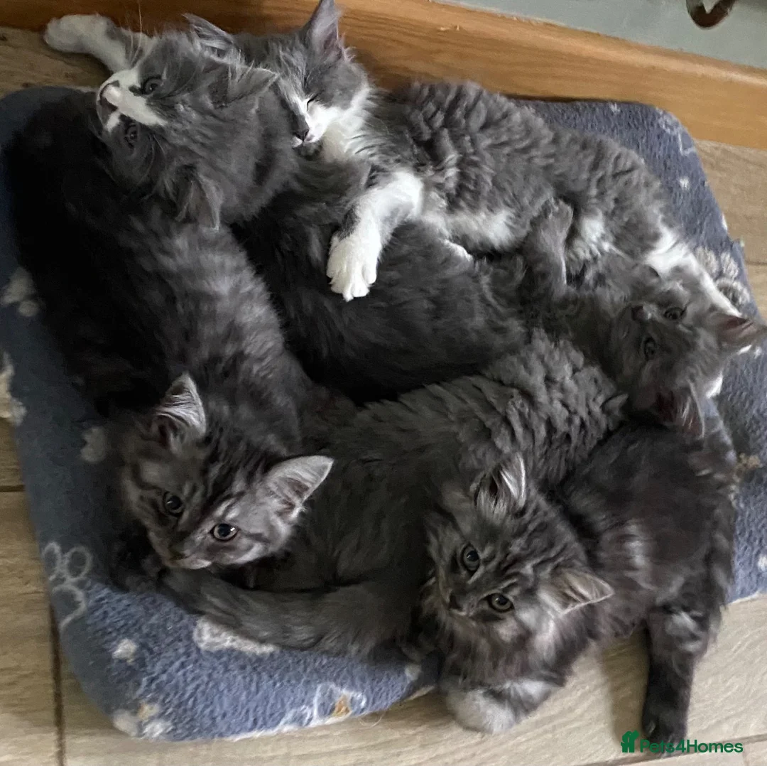 Mixed Breed cats for sale: Beautiful fluffy kittens available  - Advert 1