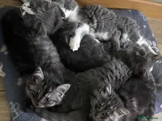 Mixed Breed cats Beautiful fluffy kittens available - Advert 3
