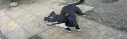Mixed Breed dogs for sale: (URGENT) 8 Month Old Akita x Cane Corso £500 O.N.O - Advert 5