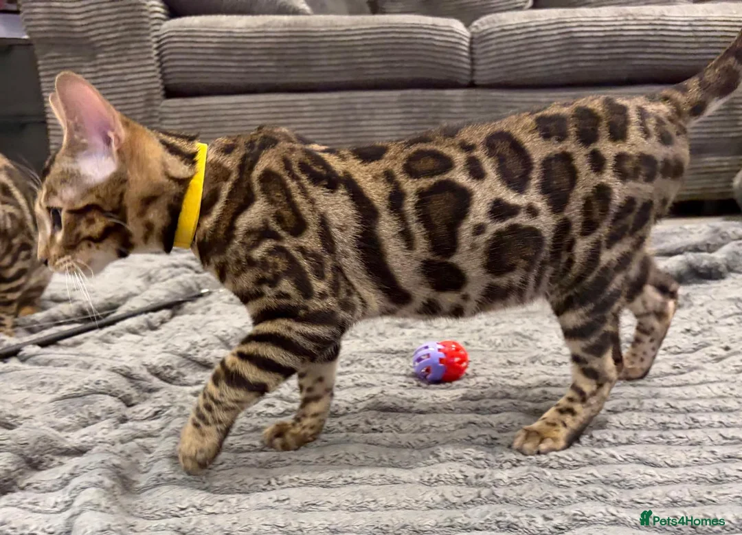 Bengal cats for sale: Beautiful 5‑Month Tica Bengal Boys – Ready Now - Advert 5
