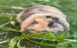 Mini Lion Lop rabbits for sale: Buck needs a new home  - Image 2