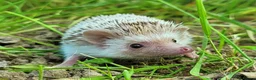 Pygmy Hedgehog rodents for sale: African Pygmy Hedgehog Hoglets - Advert 3