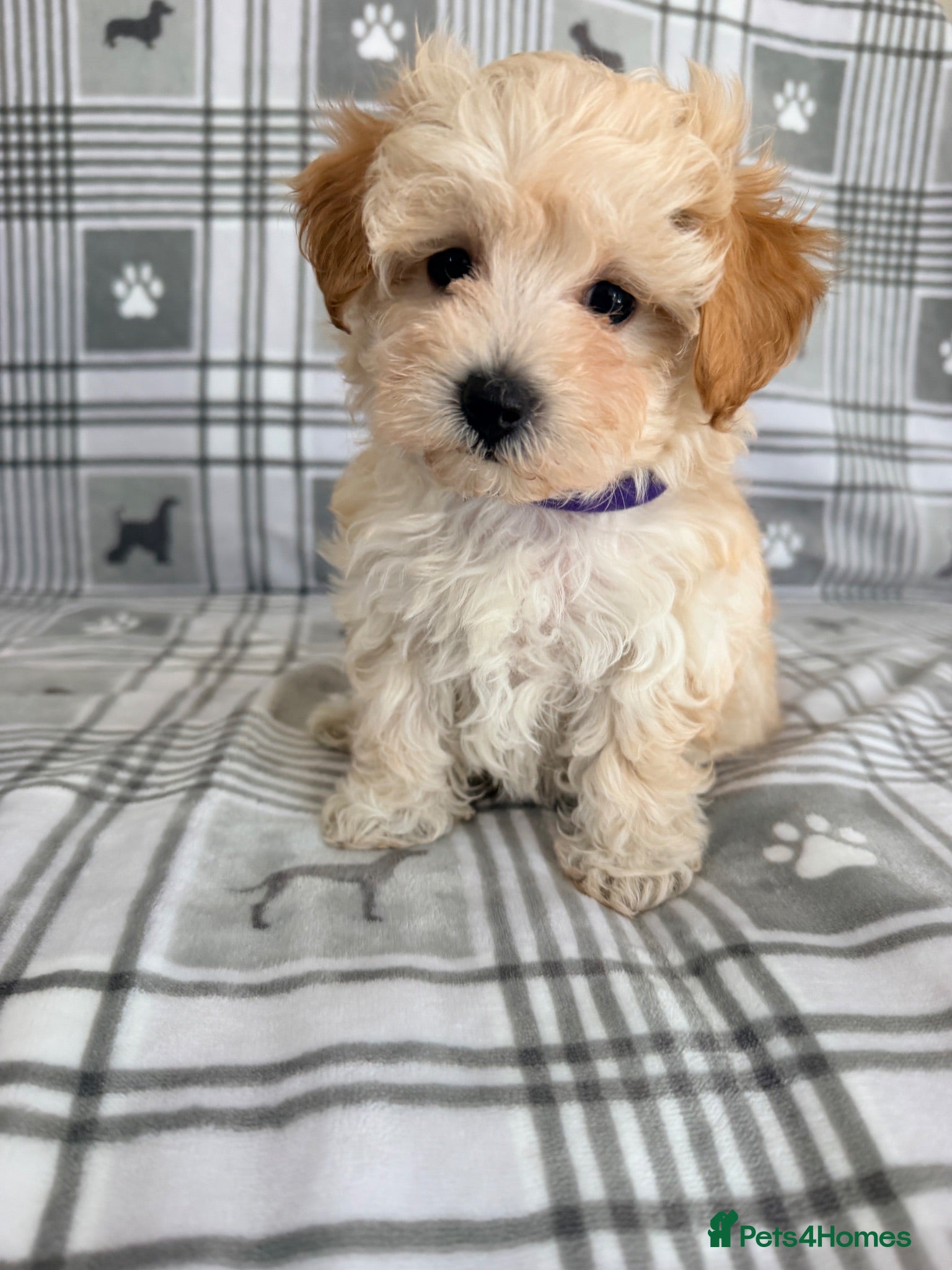 Maltipoo dogs  BEAUTIFUL LICENSED-BRED MALTIPOOS READY SOON 💖 - Advert 1