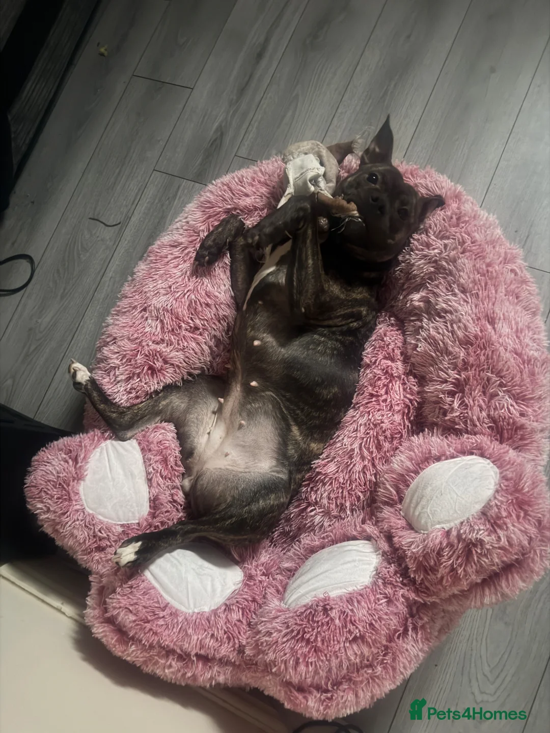 Staffordshire Bull Terrier dogs for sale: Staffordshire bull terrier female  - Advert 1