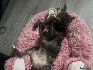 Staffordshire Bull Terrier dogs Staffordshire bull terrier female - Advert 5