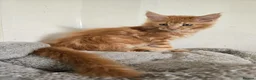 Maine Coon cats for sale: Full Mainecoon beautiful kittens  - Advert 22