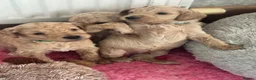 Goldendoodle dogs for sale: F1BB Goldendoodles - Advert 23