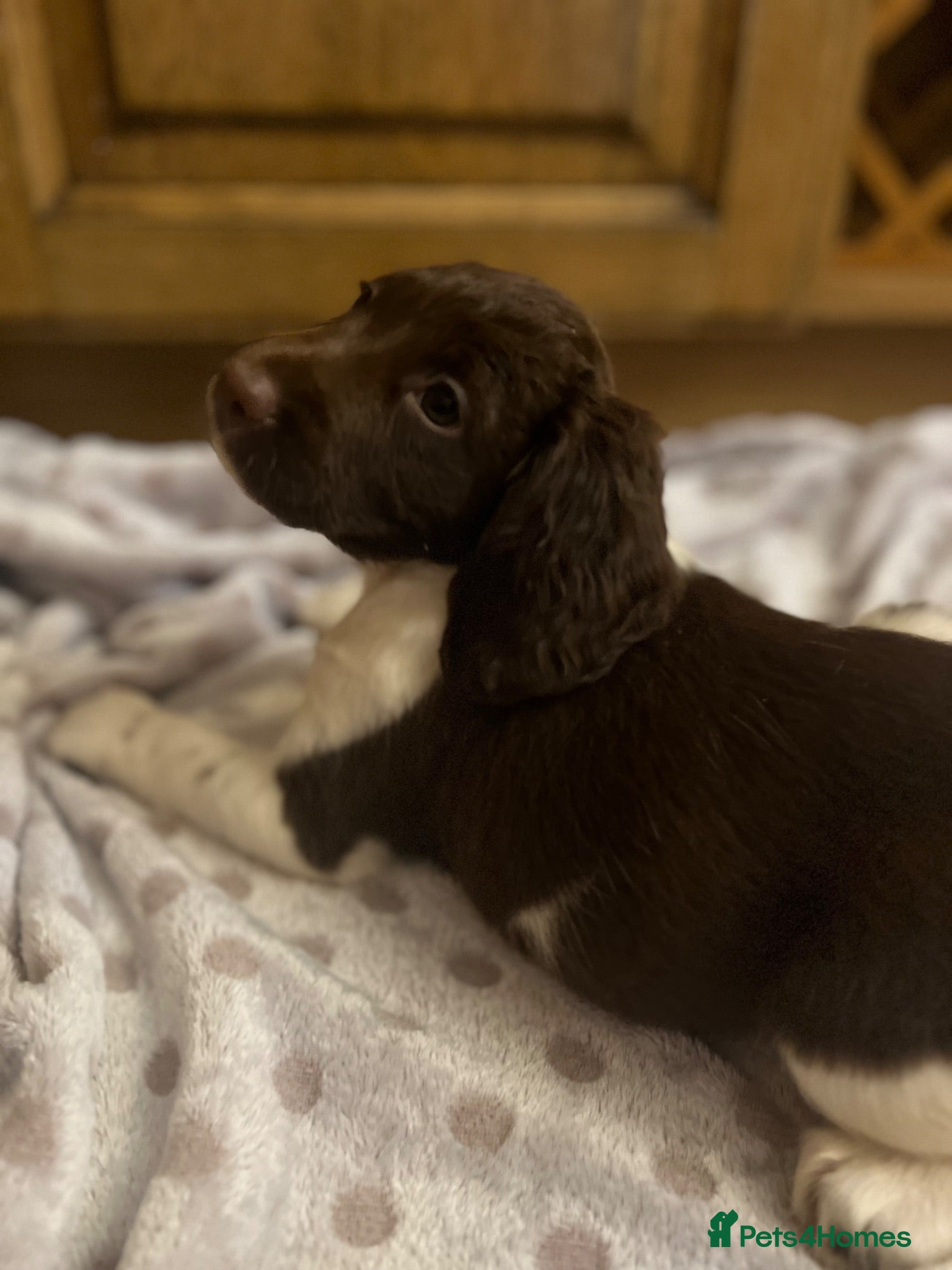 English Springer Spaniel dogs GORGEOUS ENGLISH SPRINGER SPANIEL PUPPIES - Advert 1