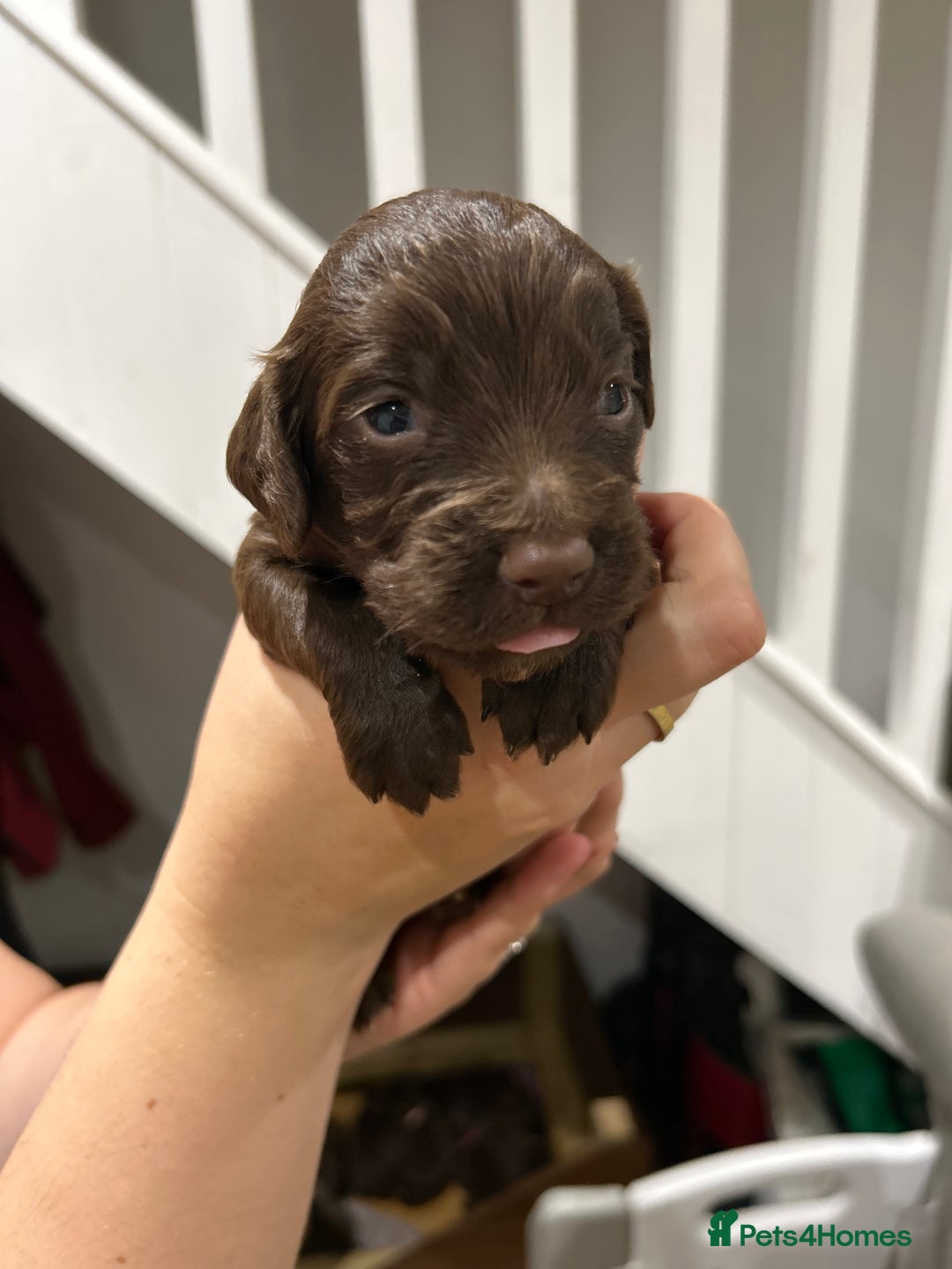Sprocker dogs for sale: Sprocker pups  - Image 6