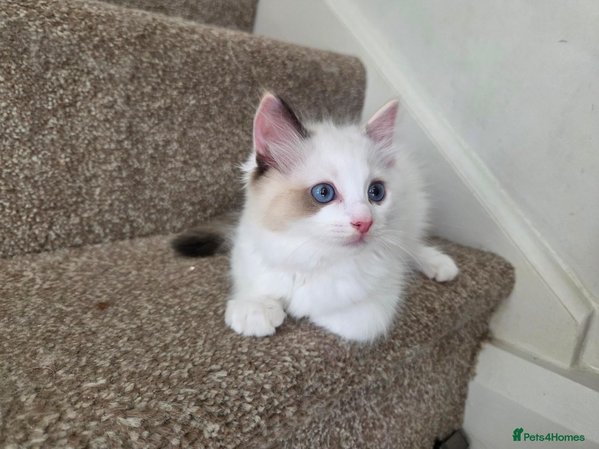 Ragdoll cats Outstanding quality Tortie Ragdolls - Advert 2