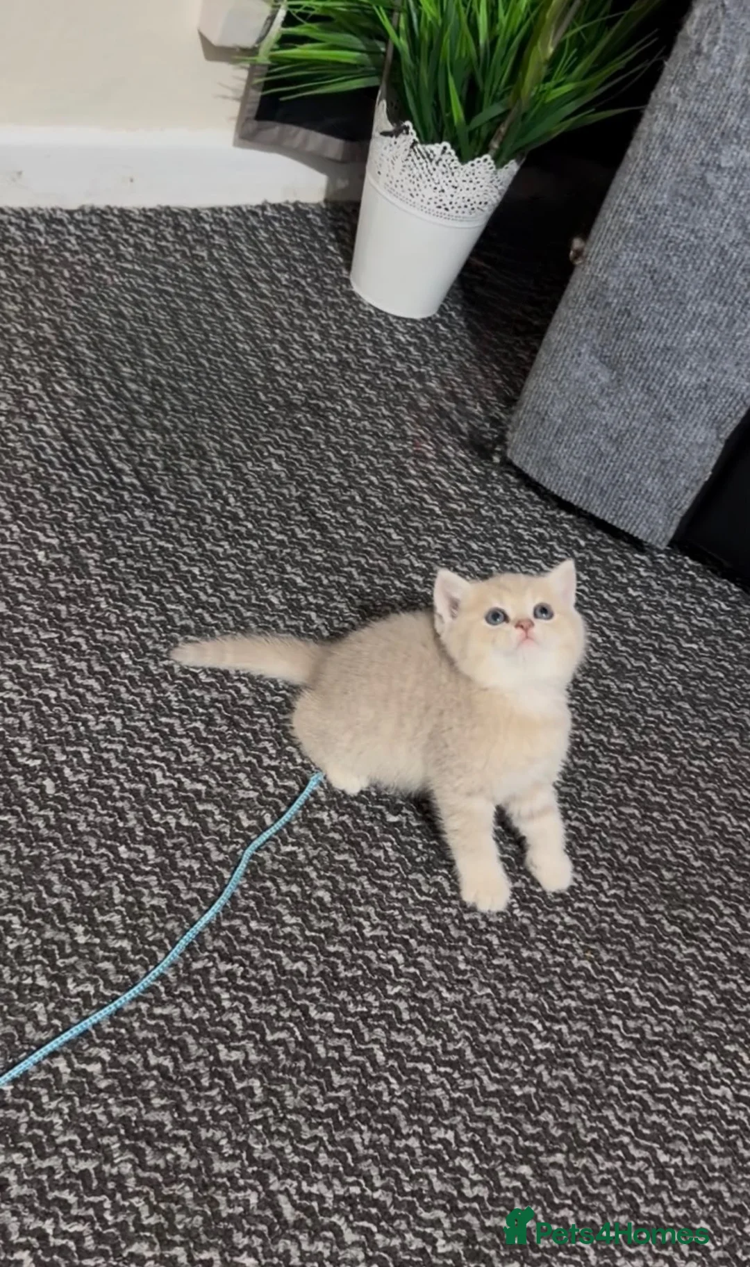 British Shorthair cats for sale: British cats - Advert 2