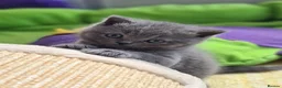 British Shorthair cats for sale: Full vaccination&Register GCCF BSH kittens 💝💙 - Advert 18