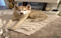 Siberian Husky dogs for sale: Pedigree Siberian Husky Puppies - Image 17