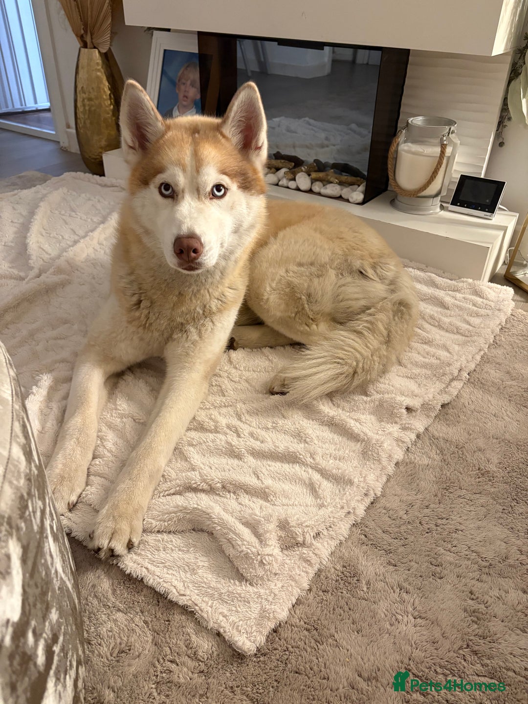 Siberian Husky dogs for sale: Pedigree Siberian Husky Puppies - Image 17