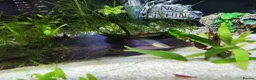 Other/Mixed Breed fish for sale: Guppy fish for sale Dunstable Houghton Regis  in Dunstable - Advert 3