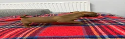 Patterdale Terrier dogs for sale: Patterdale terrier pups  - Advert 12