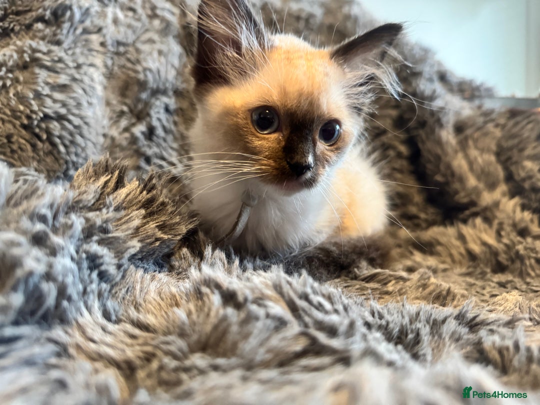 Ragdoll cats for sale: Gorgeous Pedigree Ragdolls  - Image 22