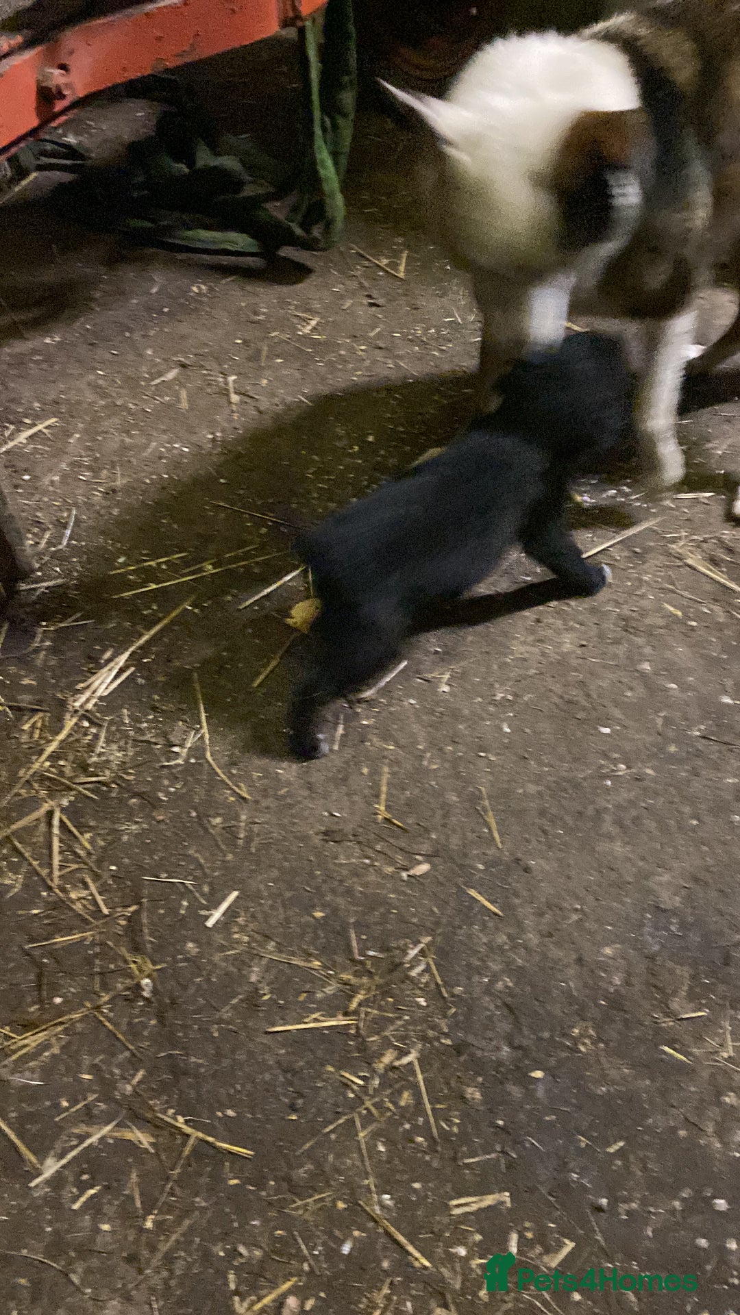 Mixed Breed dogs for sale: One little male Labrador x collie - Advert 12