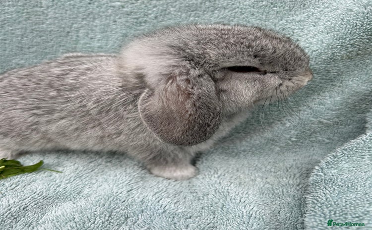 Mini Lop rabbits - Advert 11