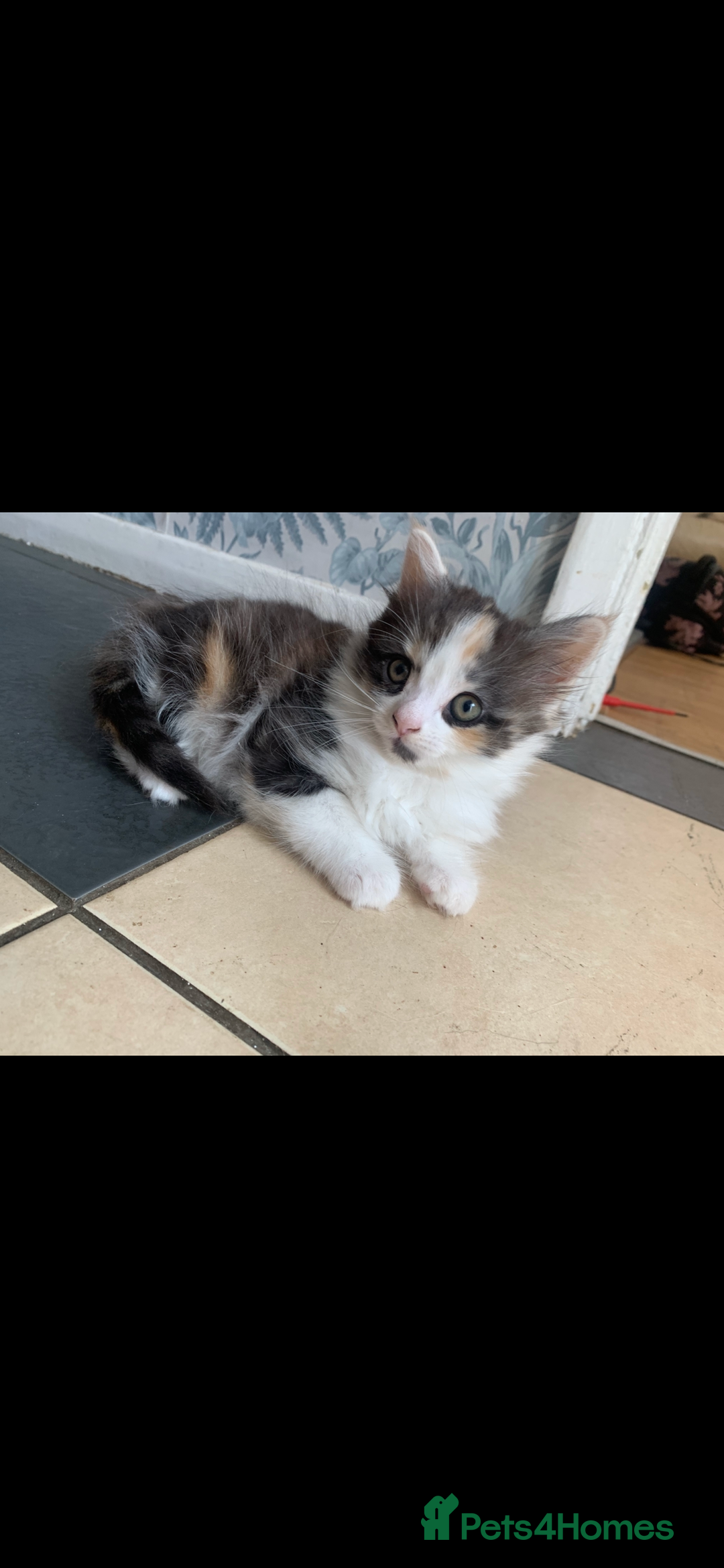 Mixed Breed cats for sale: 5 beautiful kittens ready for their forever home  - Image 13